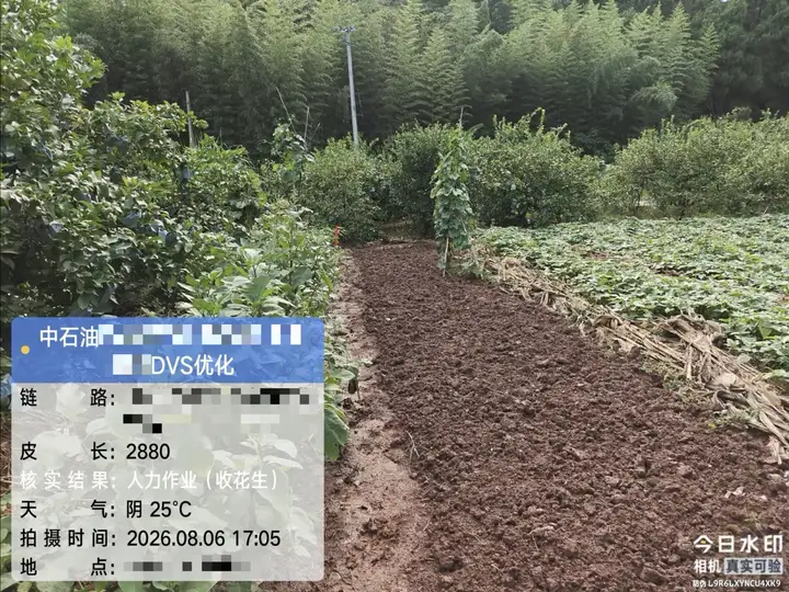 睿哨超脑现场核实照片:识别为人力作业(收花生),核实结果与现场一致